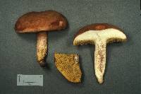 Boletus subtomentosus image