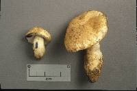 Gyroporus cyanescens image