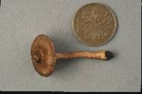 Inocybe retipes image