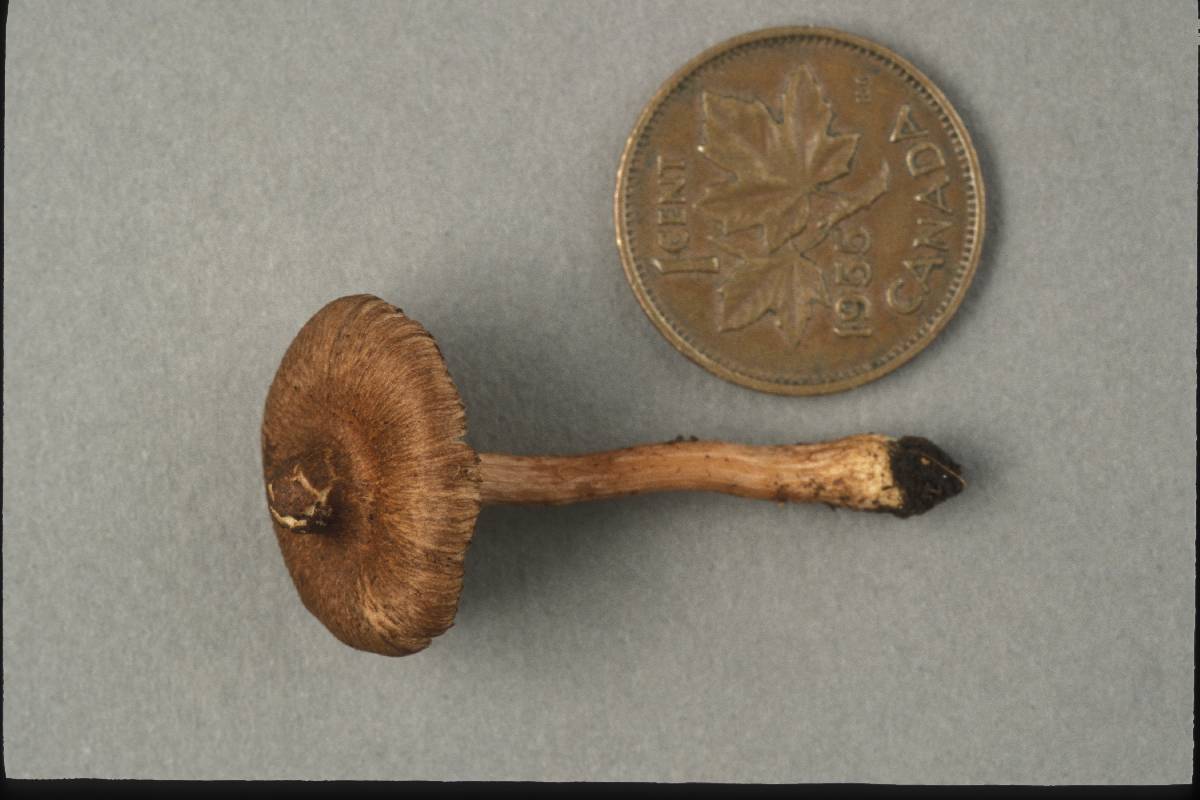 Inocybe retipes image