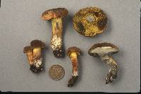 Boletus pulverulentus image