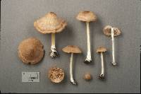 Entoloma queletii image