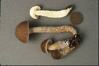 Leccinum subgranulosum image