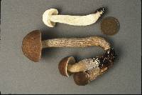 Leccinum subgranulosum image