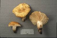 Russula earlei image