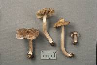 Inocybe albodisca image