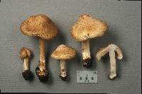 Inocybe pyriodora image