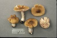 Entoloma bicolor image