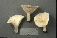 Lactarius glaucescens image