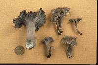 Craterellus foetidus image