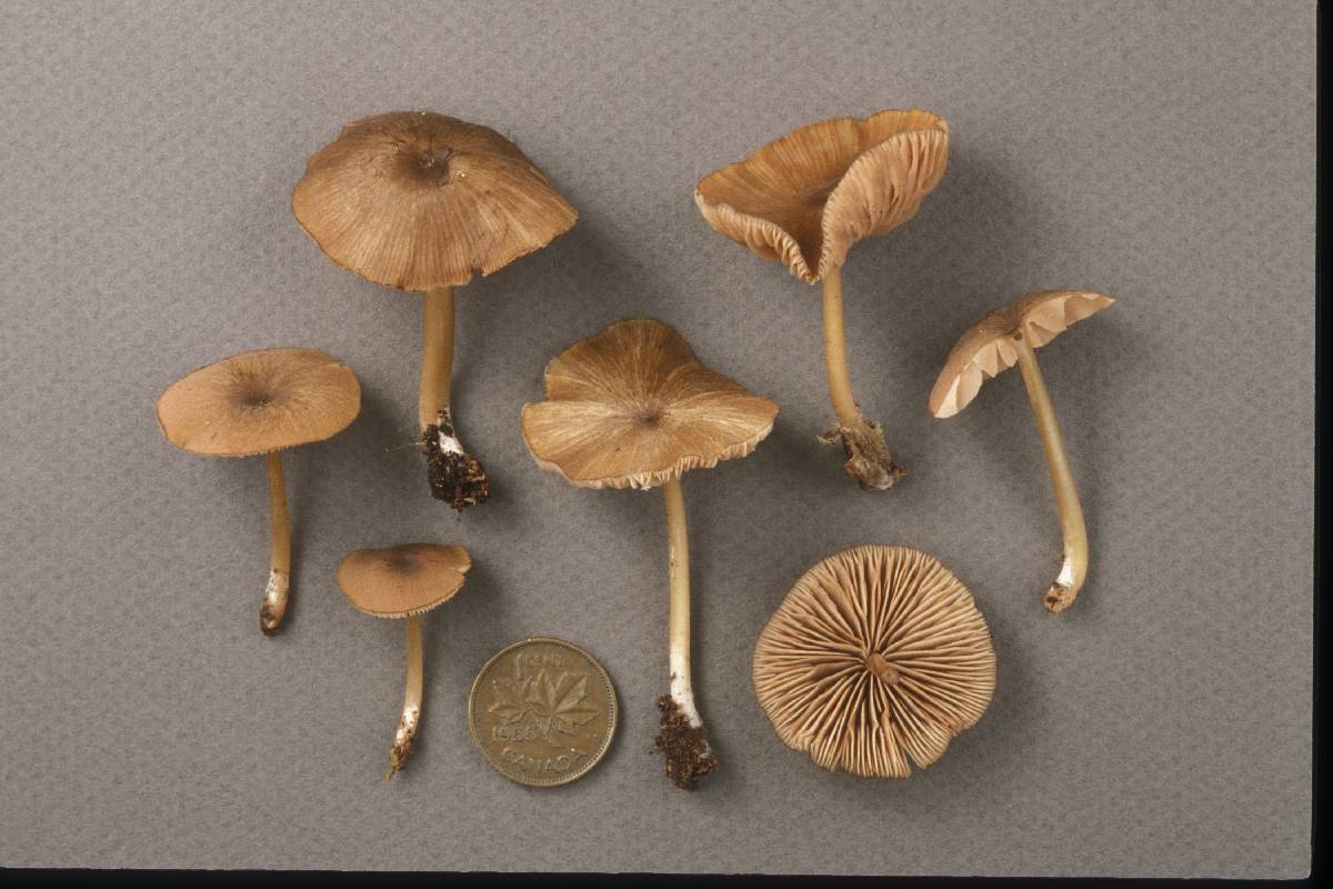 Entoloma exile image