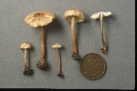 Lepiota asperula image