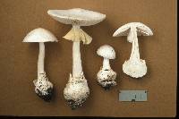 Amanita magnivelaris image