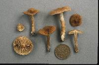 Inocybe marmoripes image