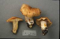 Cortinarius rubicundulus image