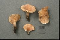 Hygrophoropsis rufescens image