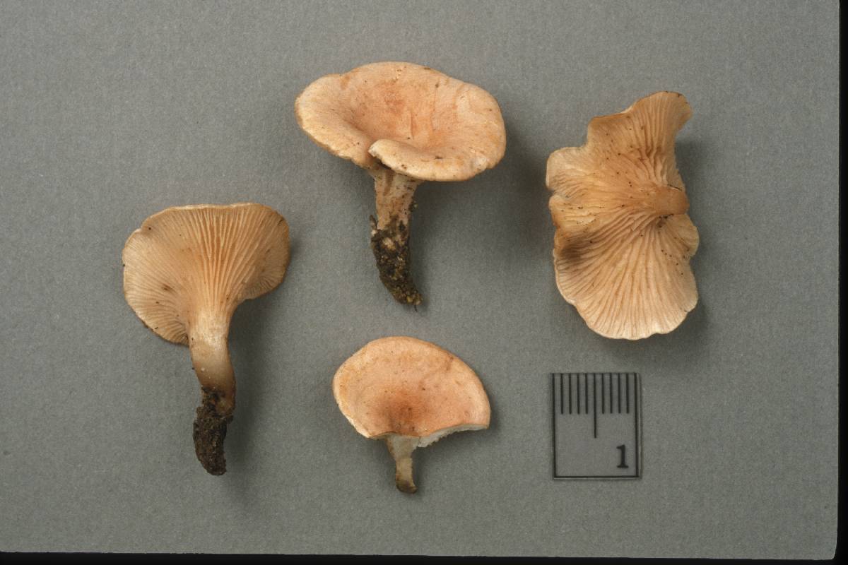 Hygrophoropsis rufescens image