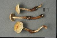 Hypholoma radicosum image