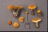 Calocybe fallax image