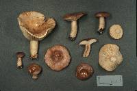 Lactarius trivialis image