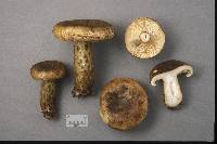 Lactarius turpis image