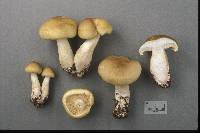 Tricholoma saponaceum image