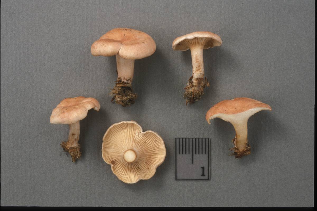 Hygrophoropsis rufescens image