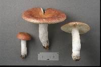 Russula vinosa image