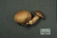 Pseudoboletus parasiticus image