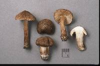 Inocybe maritimoides image