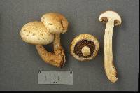 Hemipholiota populnea image