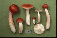 Russula peckii image