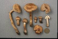 Inocybe prominens image