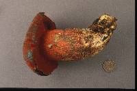 Boletus flammans image