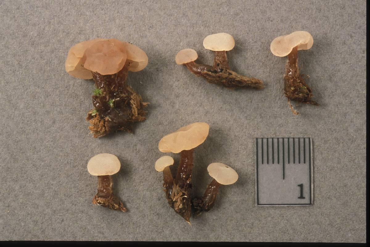 Neocudoniella albiceps image