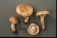 Hygrophorus erubescens image