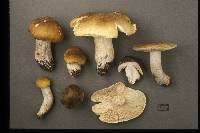 Tricholoma quercetorum image