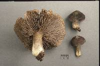 Tricholoma luteomaculosum image