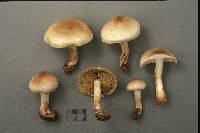 Pholiota lenta image