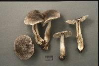 Tricholoma atrodiscum image