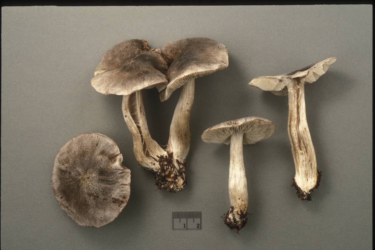 Tricholoma atrodiscum image
