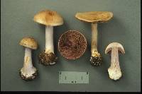 Cortinarius fulvoochrascens image