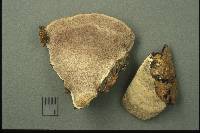 Perenniporia fraxinea image