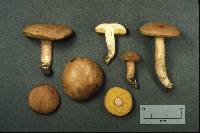 Boletus subtomentosus image