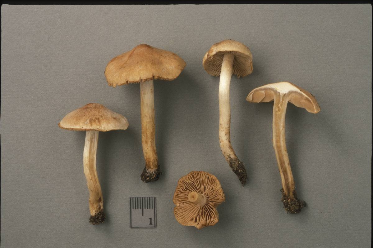 Hebeloma subfastigiatum image