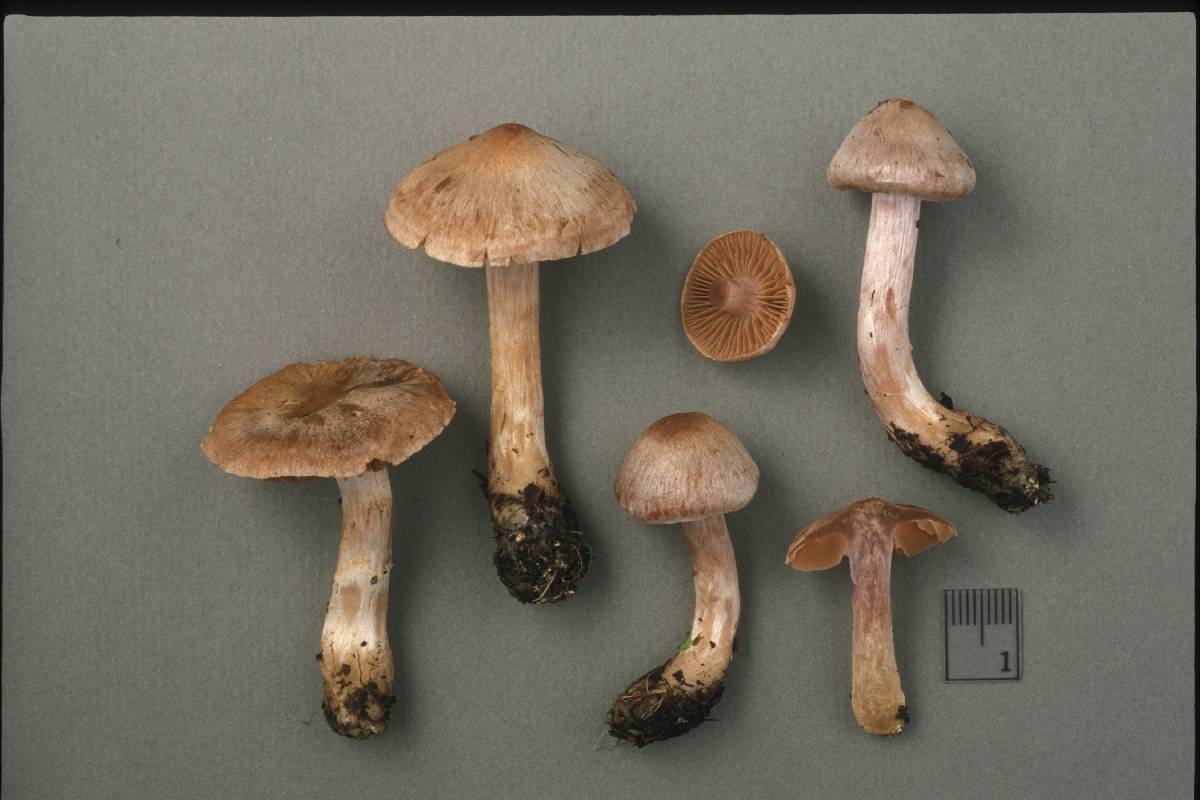Cortinarius urbicus image