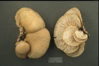 Pleurotus populinus image