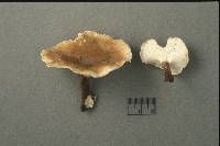 Polyporus picipes image