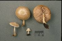 Pluteus plautus image