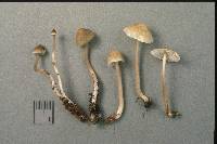 Mycena galericulata image